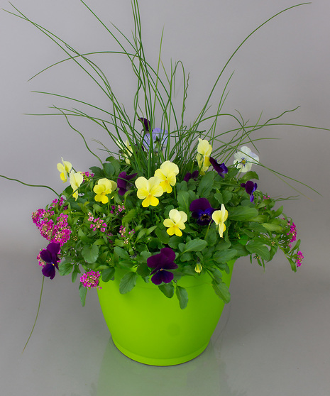 Bright Pansy Planter