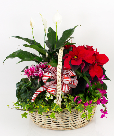 Traditional Winter Plant Basket