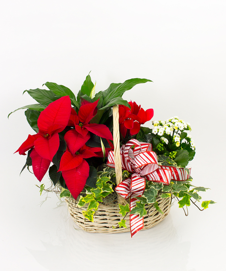Traditional Winter Blooming Garden