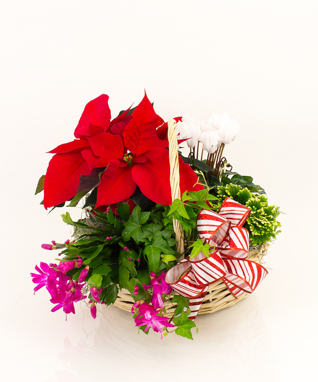 Traditional Winter Plant Basket