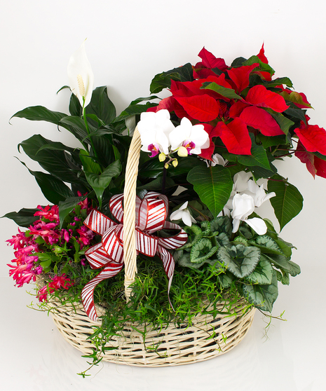 Traditional Winter Plant Basket