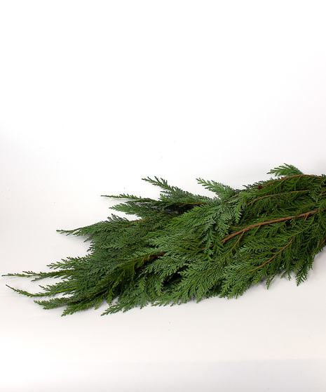 Port Orford Cedar Bunches