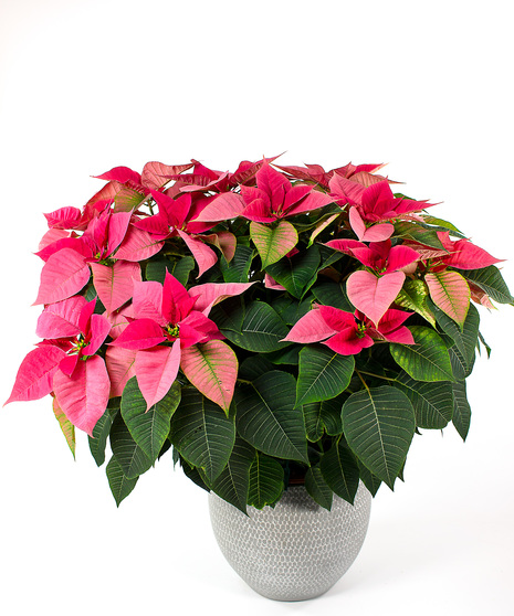 Enjoy our locally grown poinsettias for the entire holiday season! 