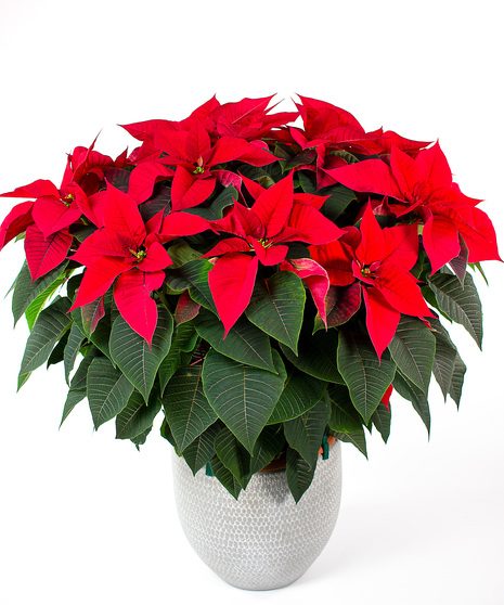 Enjoy our locally grown poinsettias for the entire holiday season! 