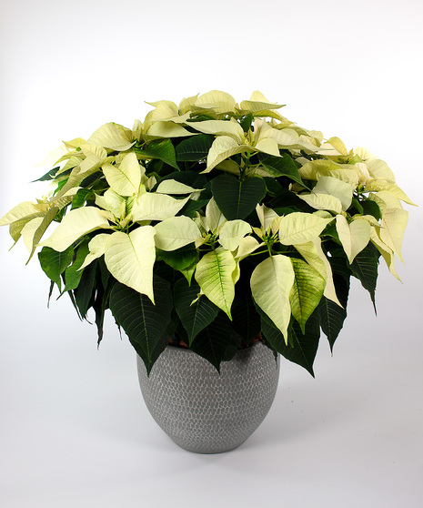 Enjoy our locally grown poinsettias for the entire holiday season! 