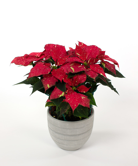 Kringle  Poinsettia Plant