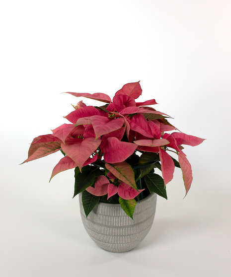 Enjoy our locally grown poinsettias for the entire holiday season! 