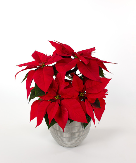 Enjoy our locally grown poinsettias for the entire holiday season! 