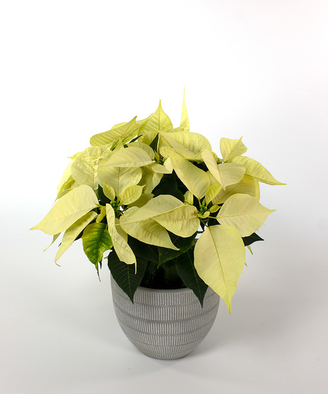 Enjoy our locally grown poinsettias for the entire holiday season! 