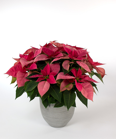 Enjoy our locally grown poinsettias for the entire holiday season! 