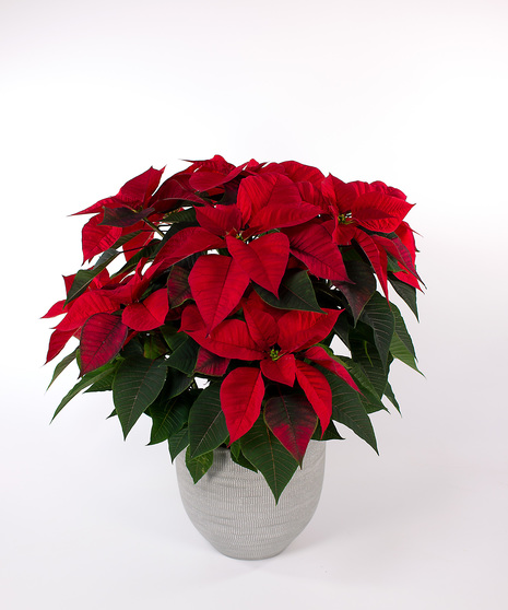 Enjoy our locally grown poinsettias for the entire holiday season! 