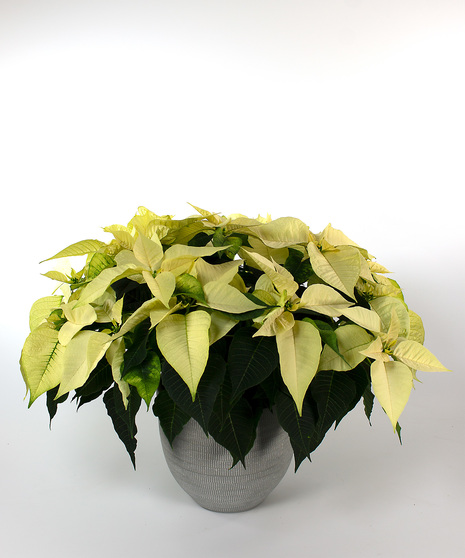 Enjoy our locally grown poinsettias for the entire holiday season! 