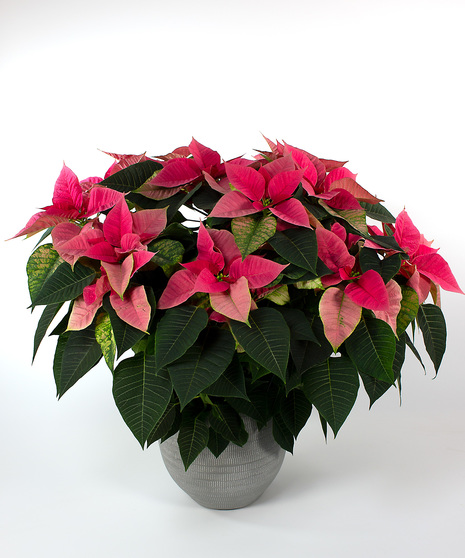 Pink Poinsettia Plant