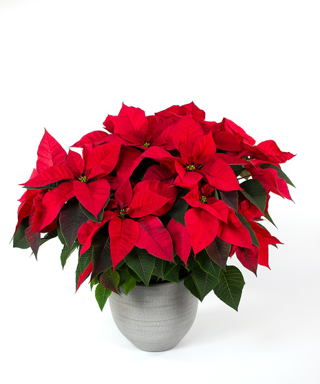 Red Poinsettia Plant