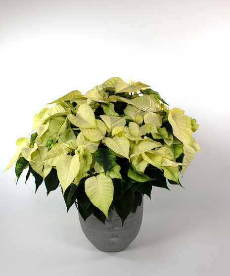 Enjoy our locally grown poinsettias for the entire holiday season! 