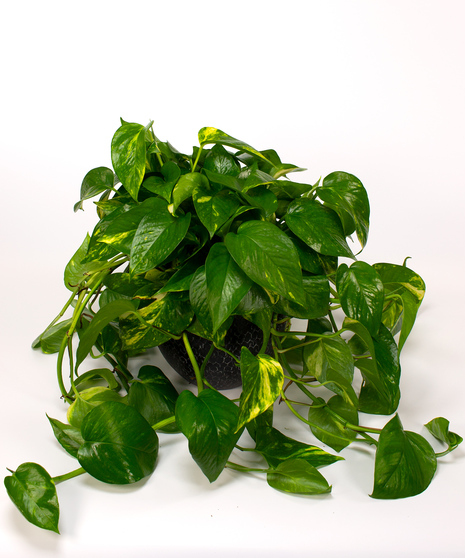 Trailing Pothos