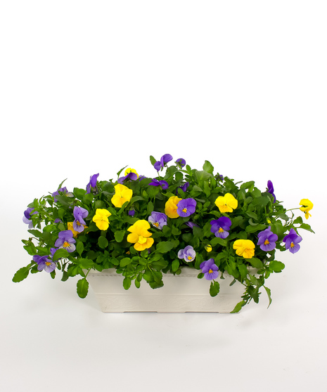 Pansy Window Box
