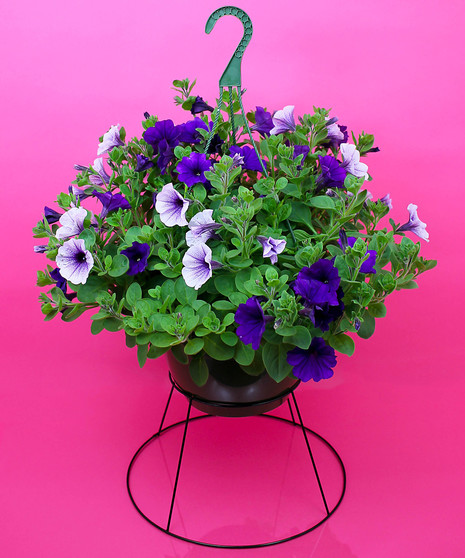 Hanging Petunia - Same Day Delivery, Danvers,MA