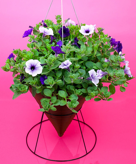 Hanging  Petunia Cone