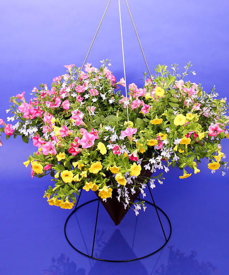 Pink Lemonade Mixed Hanging Basket - Same Day Delivery, Danvers,MA