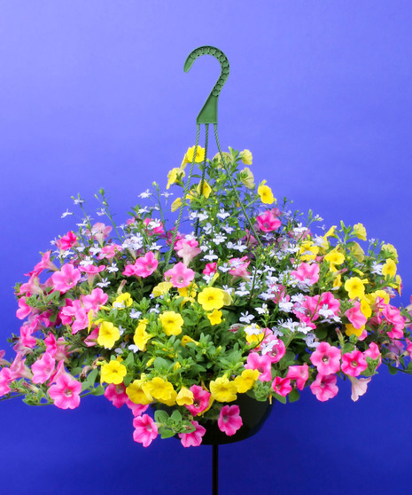 Pink Lemonade Mixed Hanging Basket - Same Day Delivery, Danvers,MA