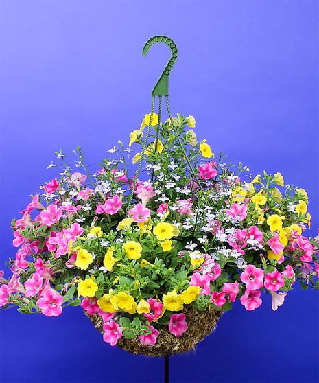 Pink Lemonade Mixed Hanging Basket