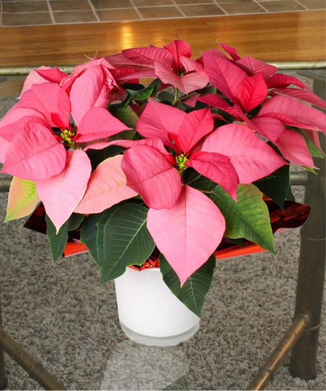 Table Top Poinsettia