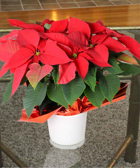Table Top Poinsettia