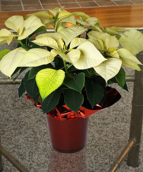 Table Top Poinsettia