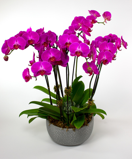 Purple Prague Orchid Garden