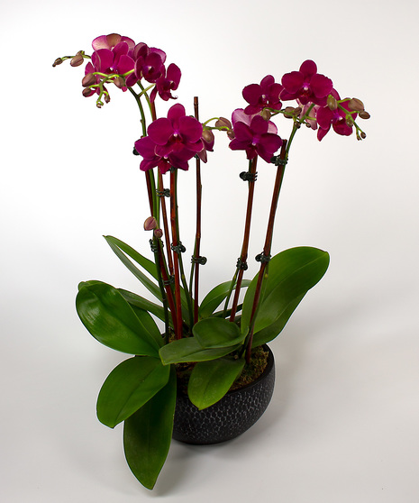 ur Prague Orchid Garden offers a bounty of beautiful blooms. Perfect for the home or office and for any occasion.