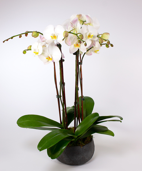 Orchid Plants