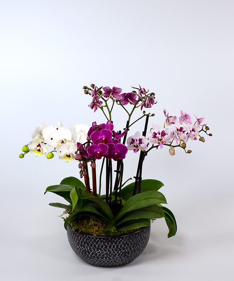 Petite Prague Orchid Garden