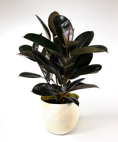 Rubber Plant