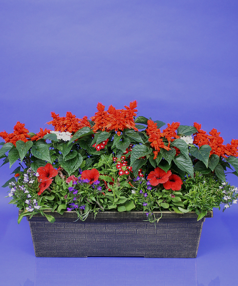 Patriotic Window Box Planter