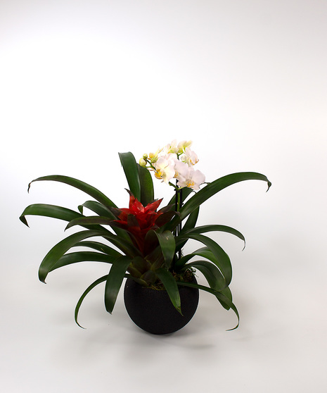 Our Rio Orchid Garden has a true rainforest feel featuring a beautiful phalaenopsis orchid and a bromeliad plant in a complementing container. 
