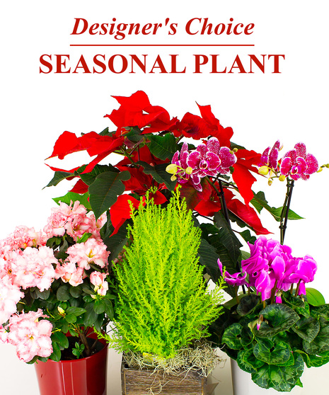 House Plant Delivery to Danvers, MA - Same-day - Currans Flowers