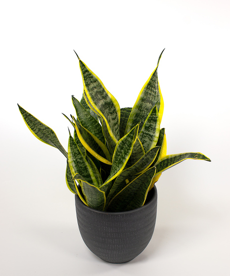 Sansevieria