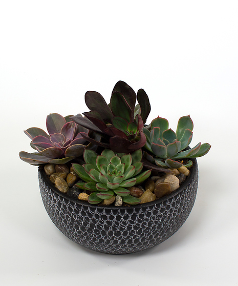 Merida Succulent Garden