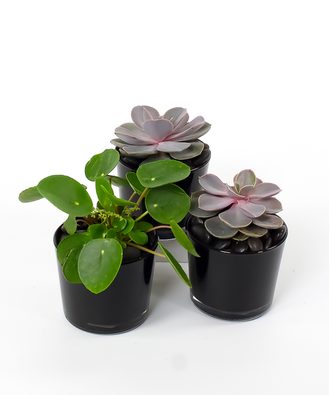 Desktop Plant Collection