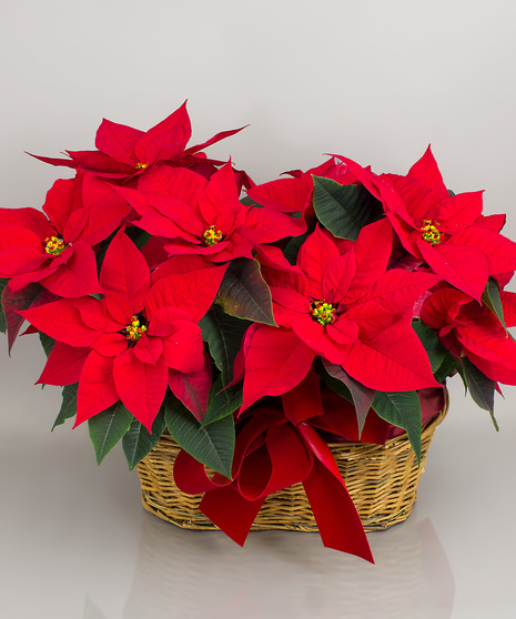 Poinsettia Garden Basket