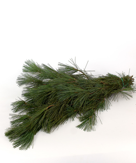 Long Pine Bunches