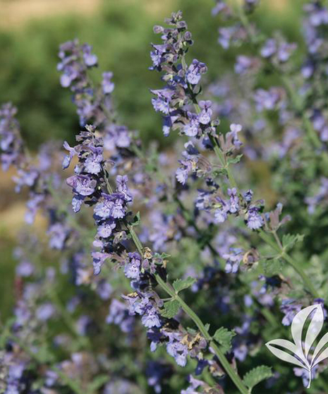 Catmint
