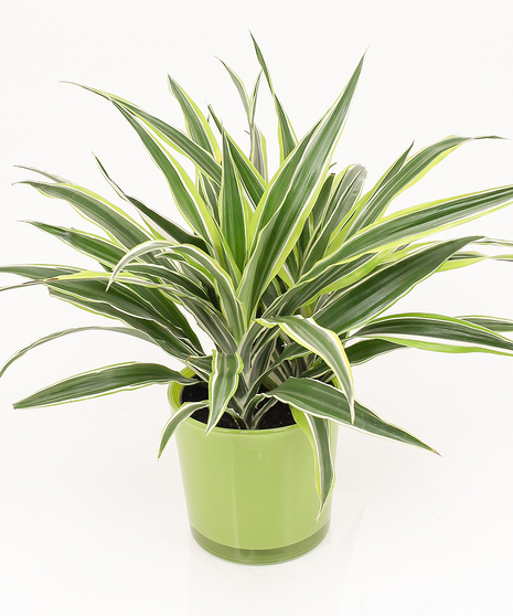 Warnekii Dracena