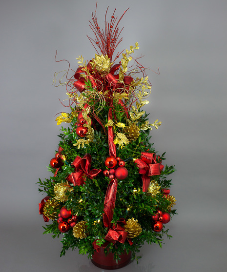 Red Themed Boxwood Tree