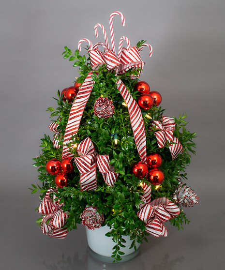 We've taken the finest premium boxwood tips from Virginia and designed a beautiful boxwood tree, then trimmed it with lights and beautiful ribbons, cones and ball clusters.