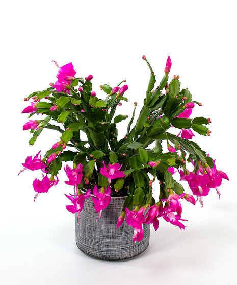 Christmas Cactus