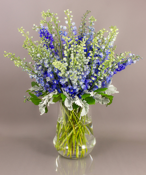 A striking display of beautiful blue delphinium gathered in our exclusive Tokyo vase, the Azule arrangement makes quite a statement.