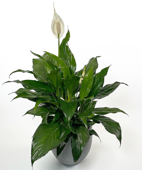 Peace Lily for Table