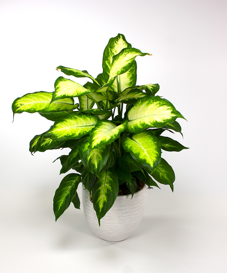 Dieffenbachia Plant